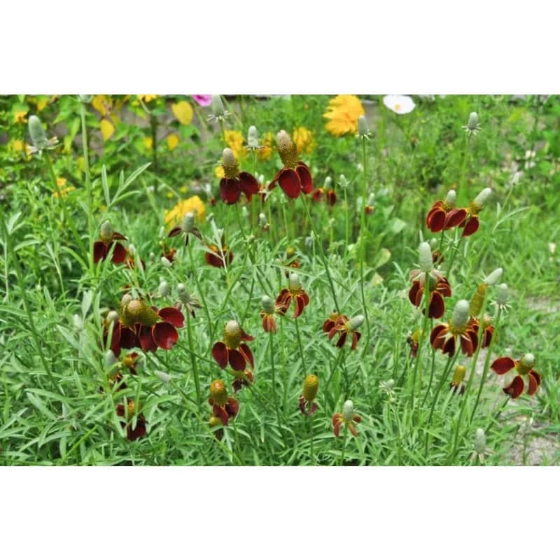 Mexican Hat Coneflower Seeds — Native Prairie Wildflower - View 2