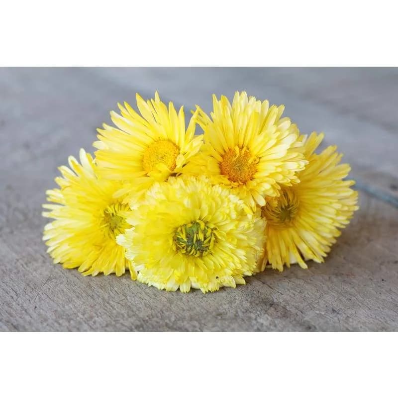 Lemon Cream Calendula Seeds — Creamy Yellow Edible Blooms - Alt