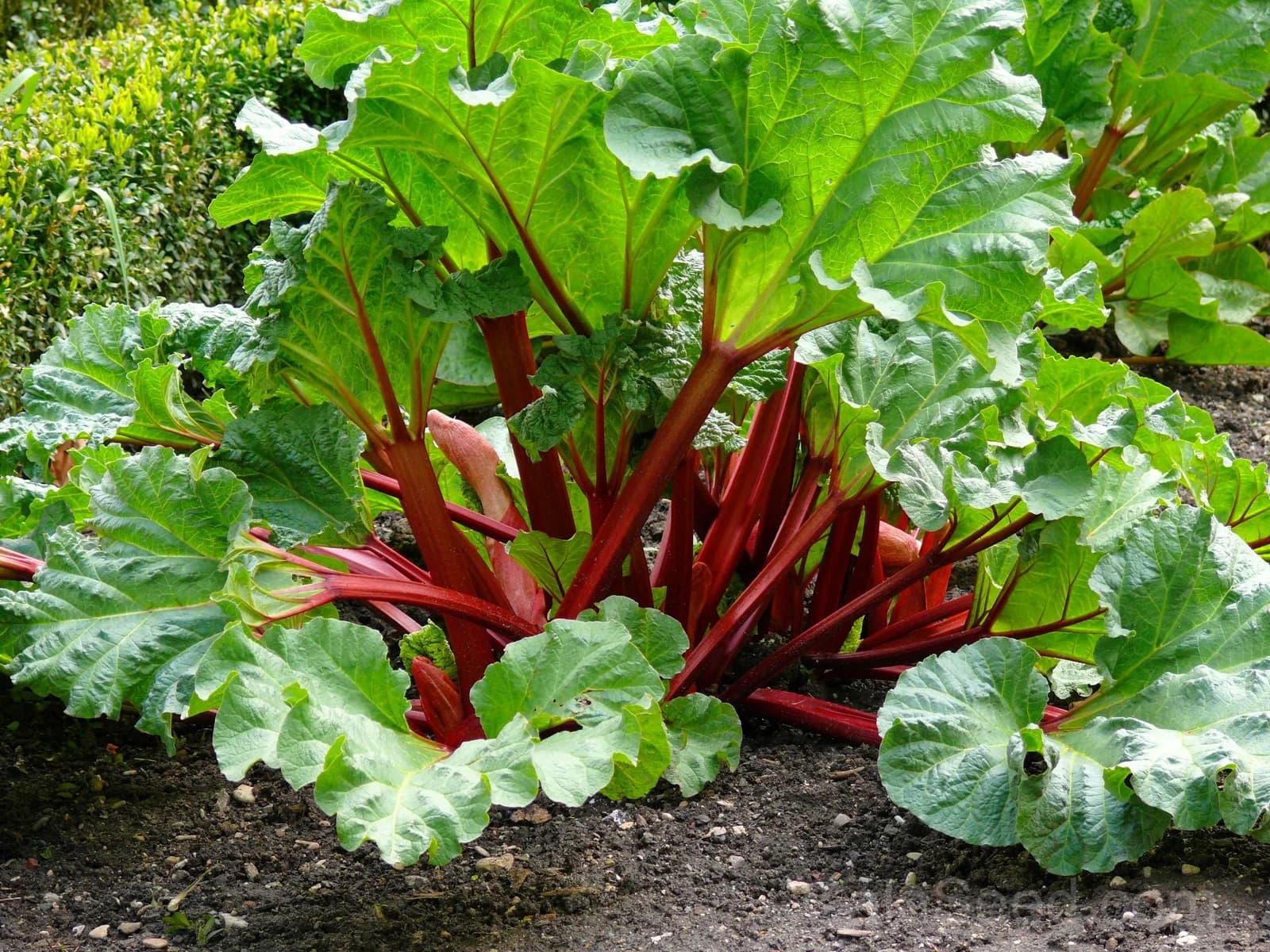Victoria Rhubarb Seeds — Classic Pieplant Perennial - Main