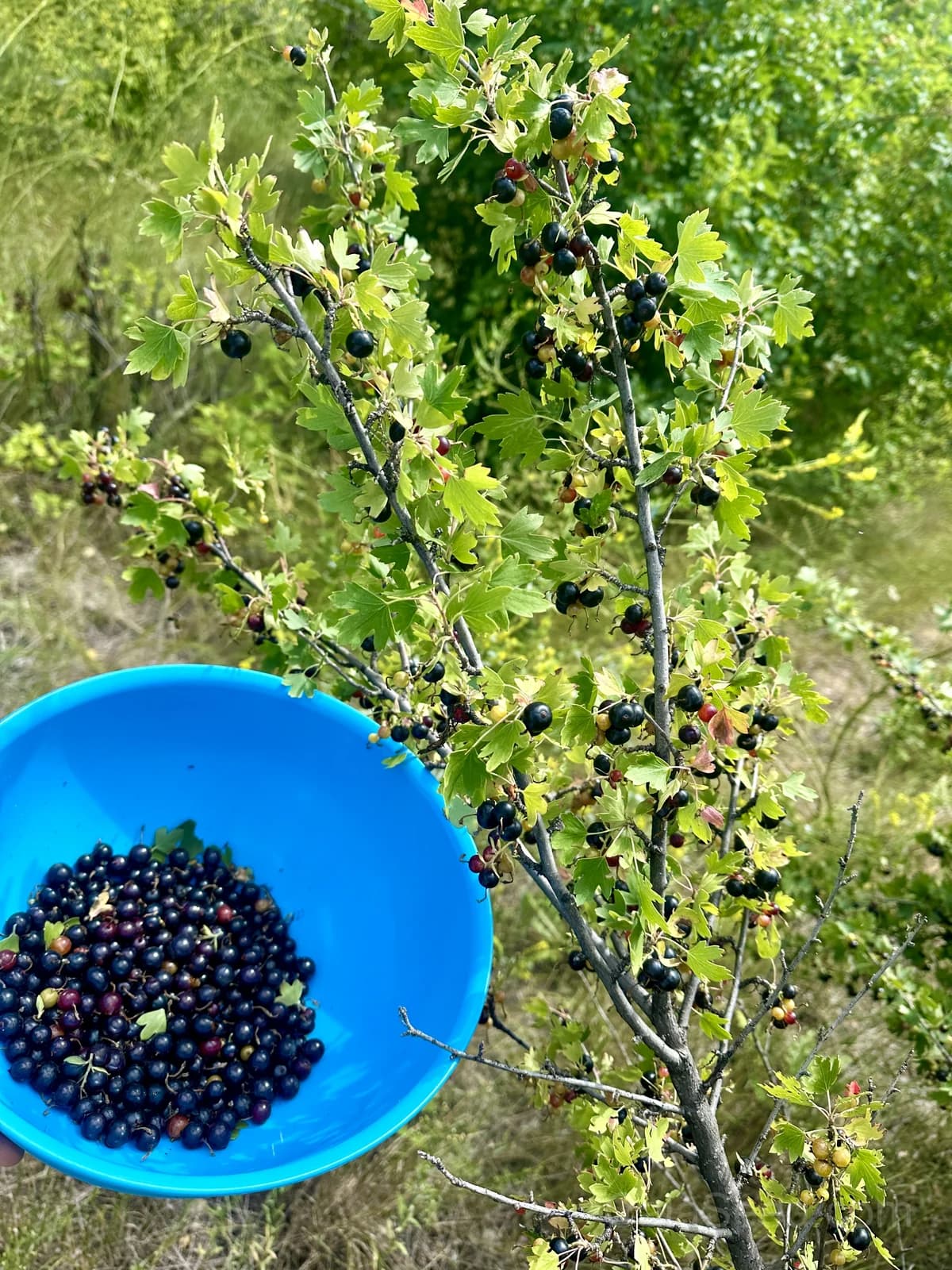 Jostaberry Seeds — Hardy Berry with Currant-Gooseberry Flavor - Alt