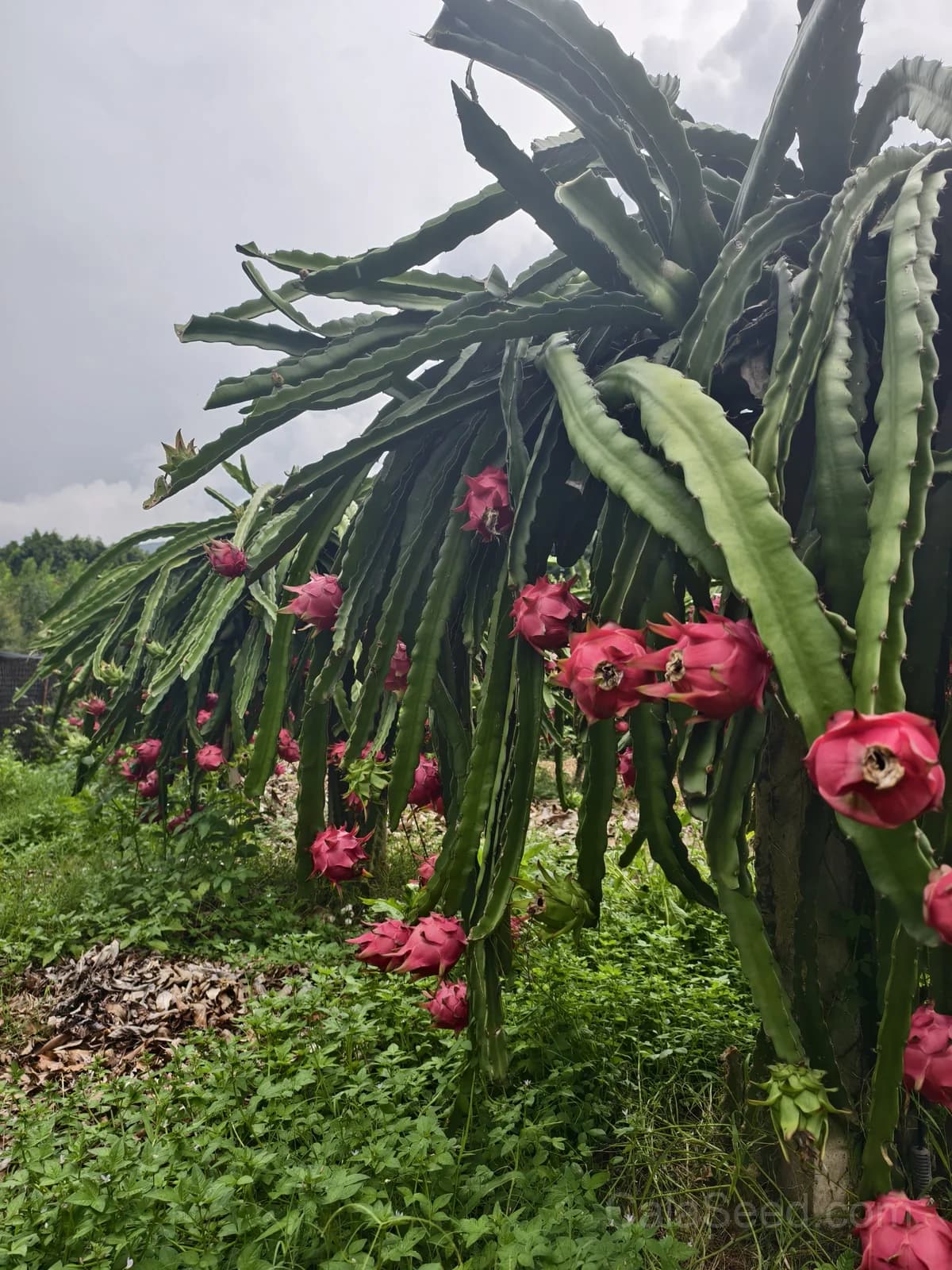 Dragon Fruit 'American Beauty' Seeds — Sweet Tropical Vine - View 5