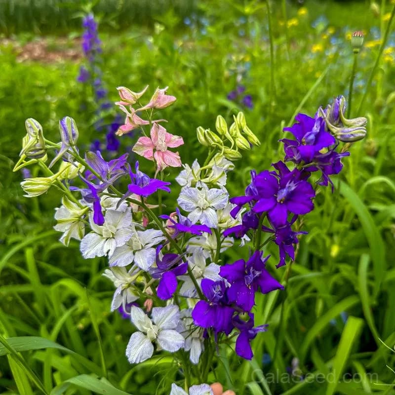 Giant Imperial Mix Larkspur Seeds — Tall Cottage Garden Blooms - Main