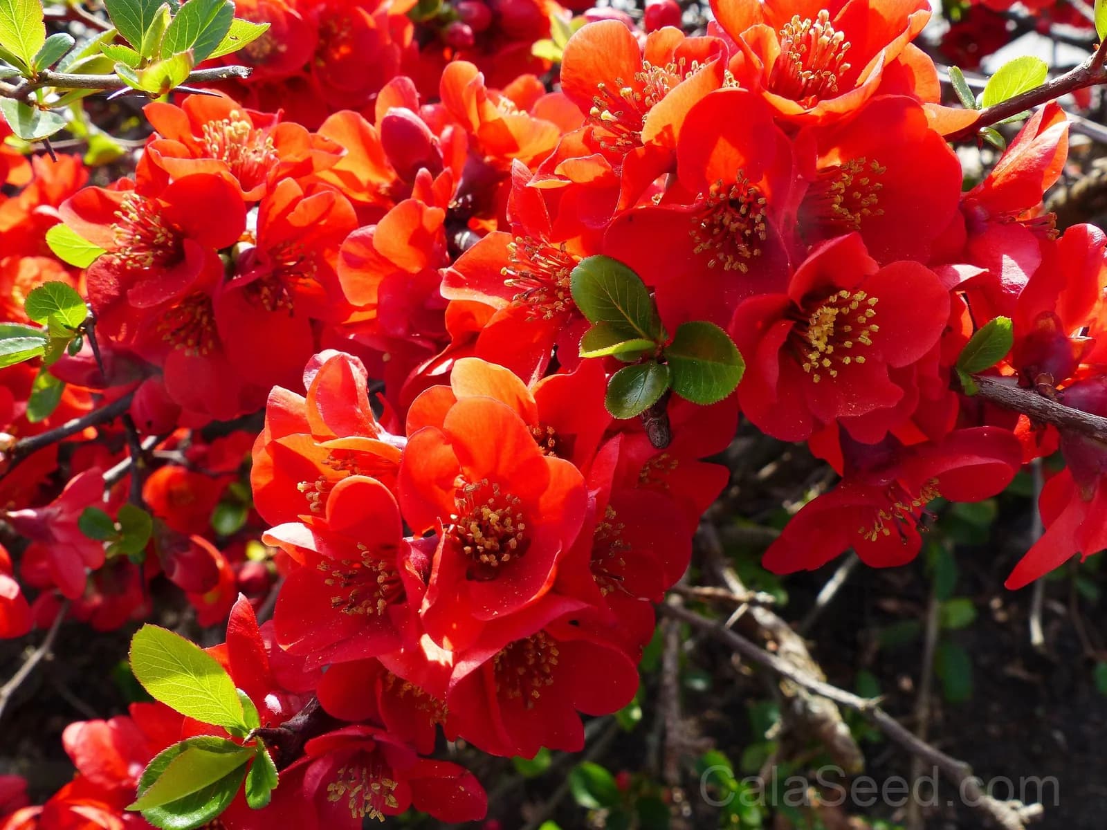 Red Flowering Dwarf Quince 'Chaenomeles Japonica' Seeds — Scarlet Ornamental Shrub - View 2