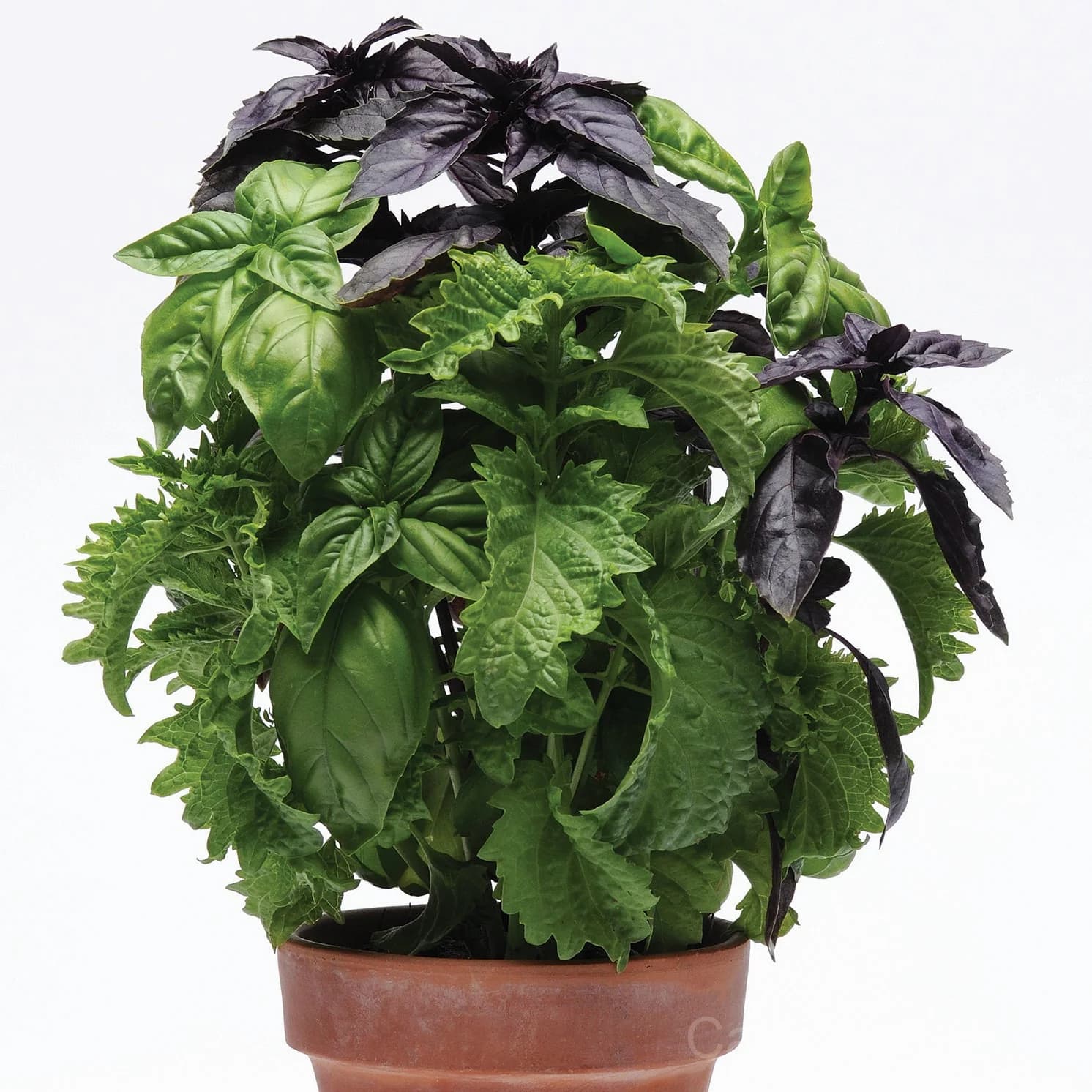 SimplyHerbs Basil Seeds — Easy-Grow Culinary Herb - Main