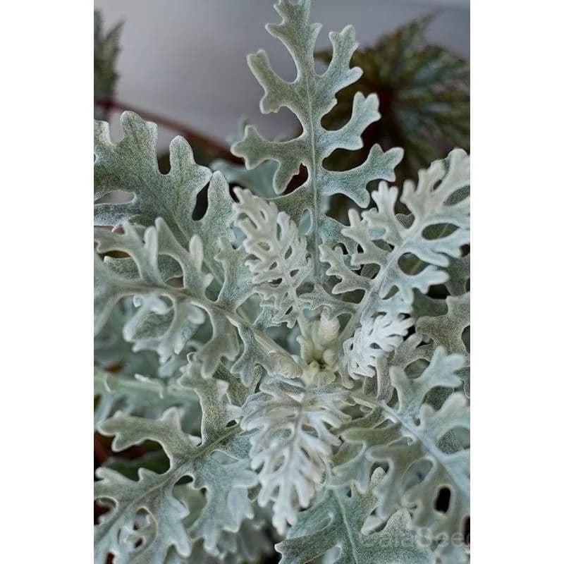 Dusty Miller 'Cineraria' Seeds — Silver Foliage Accent Plant - Alt
