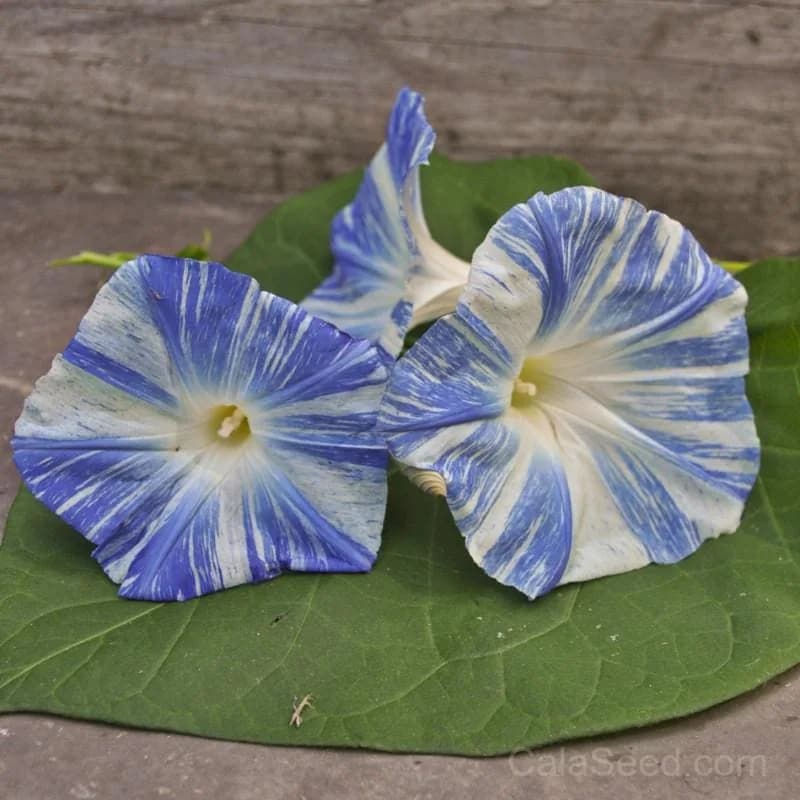 Flying Saucers Morning Glory Seeds — Unique Saucer-Shaped Blooms - Main