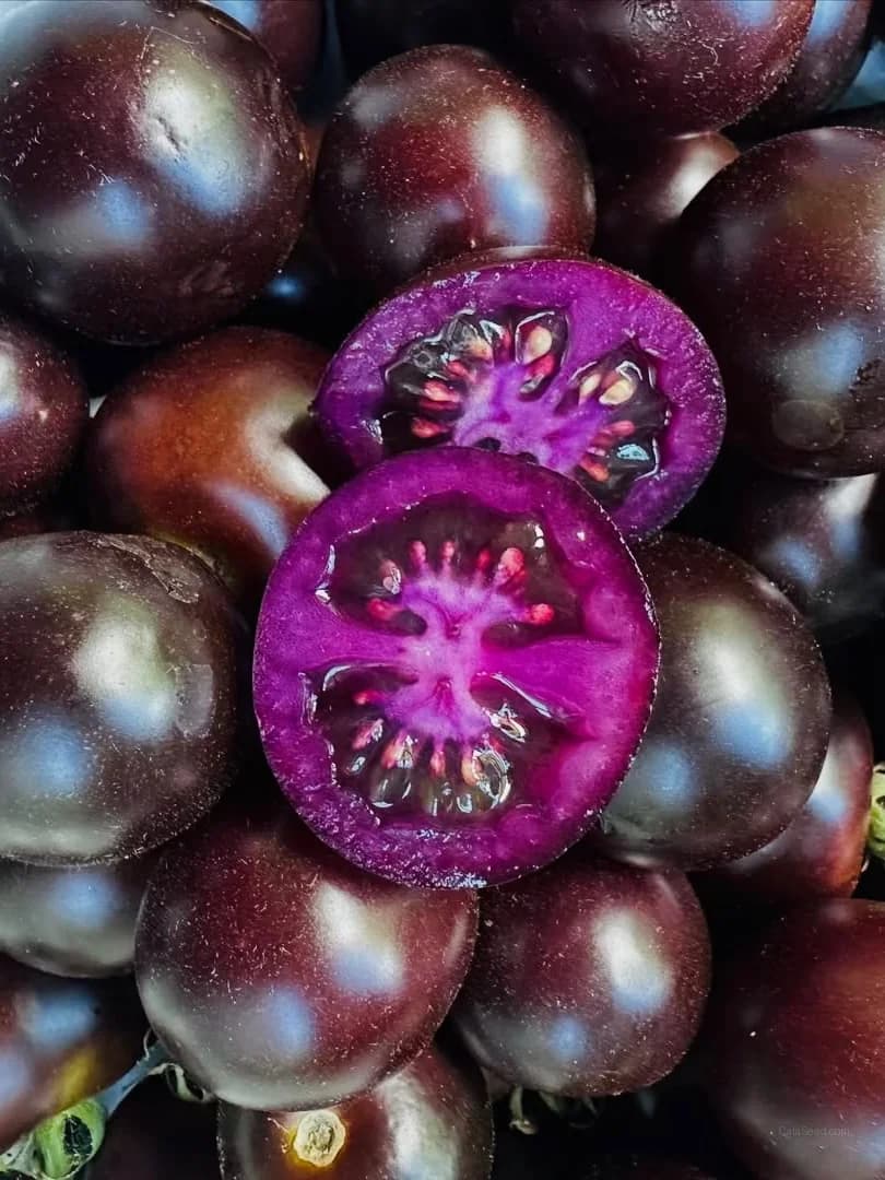 Tomatillo 'Purple' Seeds — Heirloom Mexican Fruit - View 5