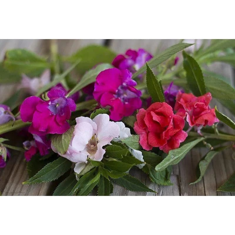 Balsam 'Bush Flowered Mix' Seeds — Vibrant Garden Blooms - Alt