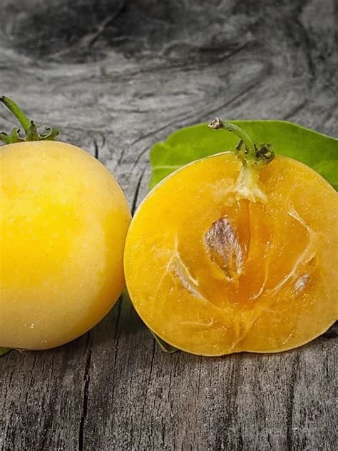 Dovyalis Caffra Seeds — South African Apricot Fruit - View 4