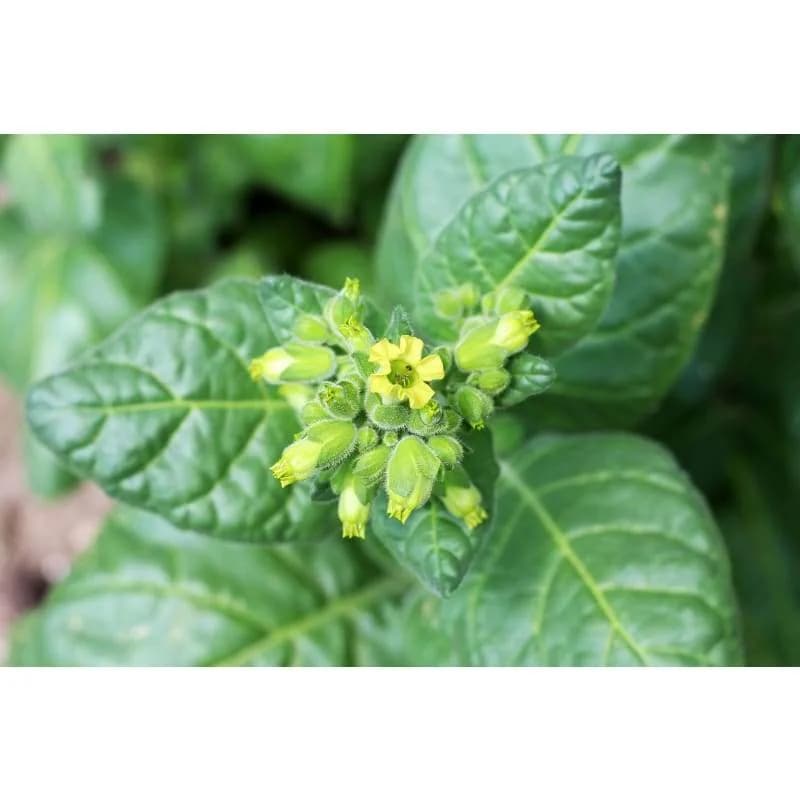 Wild Nicotiana Seeds — Native North American Flower - Alt