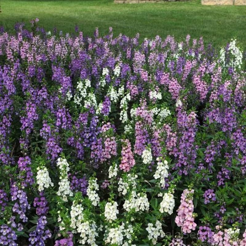Serena Mix Angelonia Seeds — Heat-Tolerant Summer Blooms - Alt
