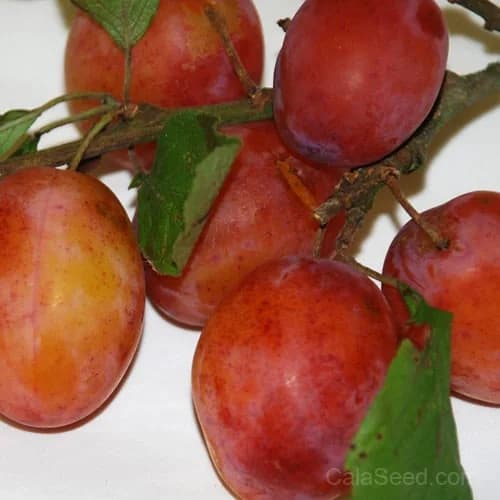 Victoria 'Plum' Plum Seeds — Sweet Heirloom Dessert Fruit - View 2
