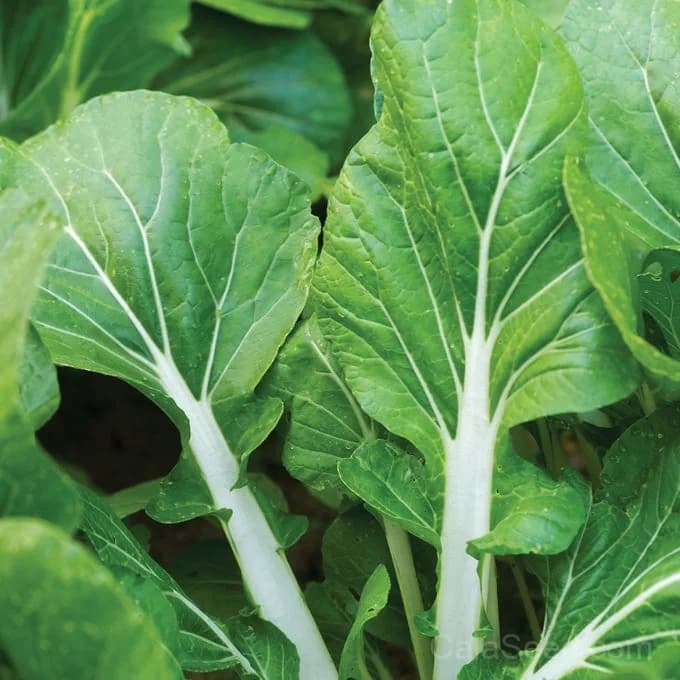 Pak Choi 'White Choi' Seeds — Tender Chinese Cabbage - Main
