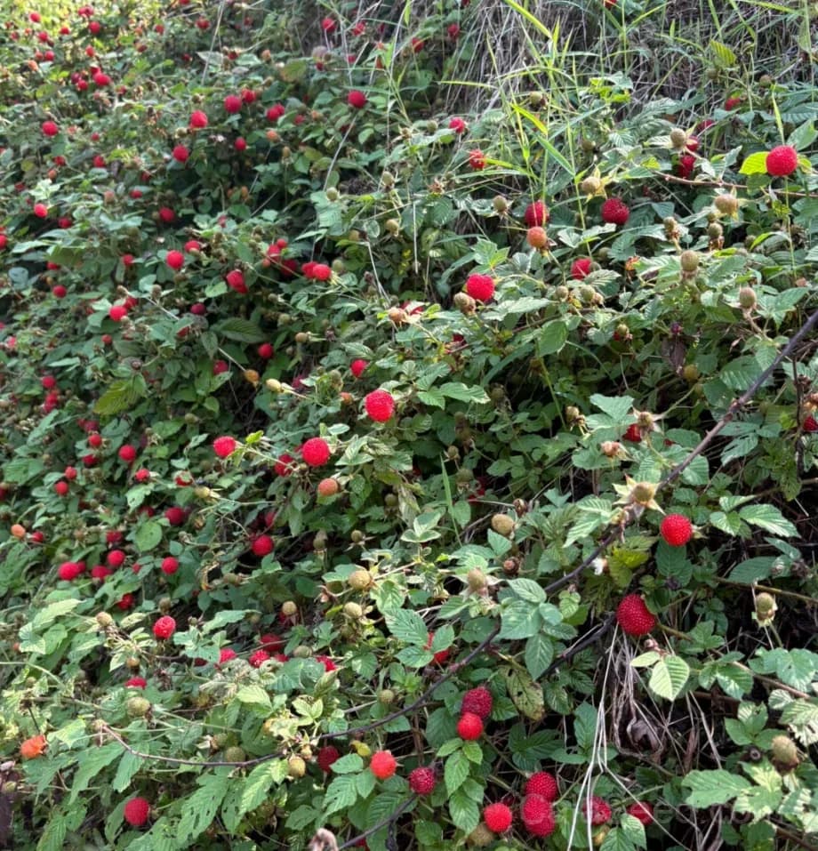 Wild Strawberry 'Vesca' Seeds — Tiny Alpine Fruit - View 5