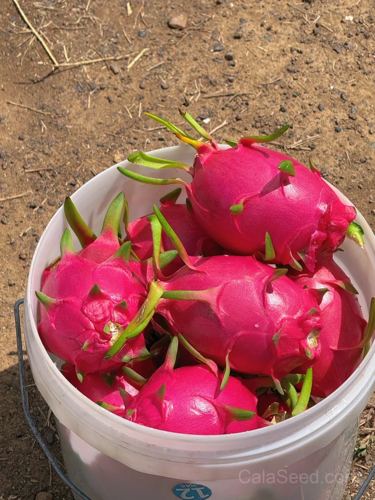 Dragon Fruit 'Red' Seeds — Sweet Tropical Vine Fruit - View 7