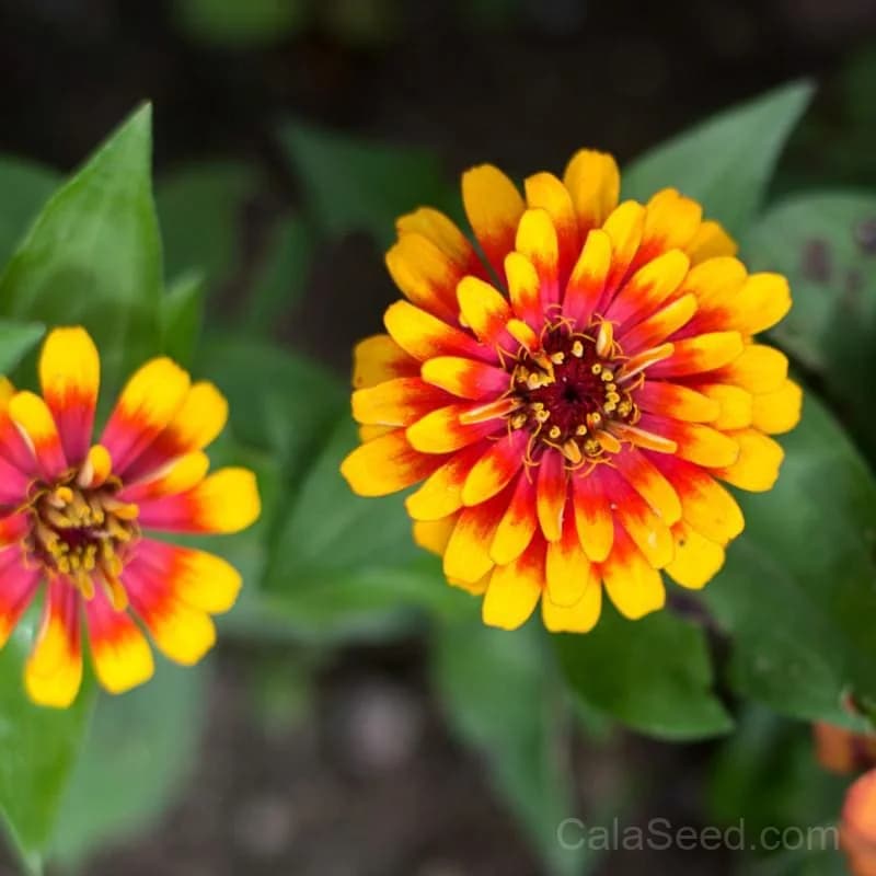 Scarlet Yellow Swizzle Zinnia Seeds — Bicolor Heirloom Bloom - Main