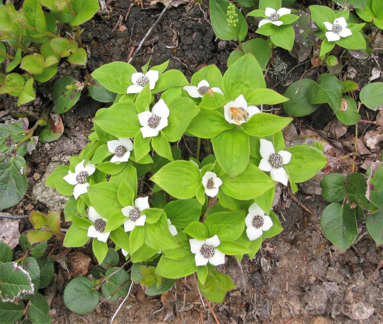 Western Bunchberry 'Alaskan Dogwood' Seeds — Edible Red Berry Groundcover - View 7