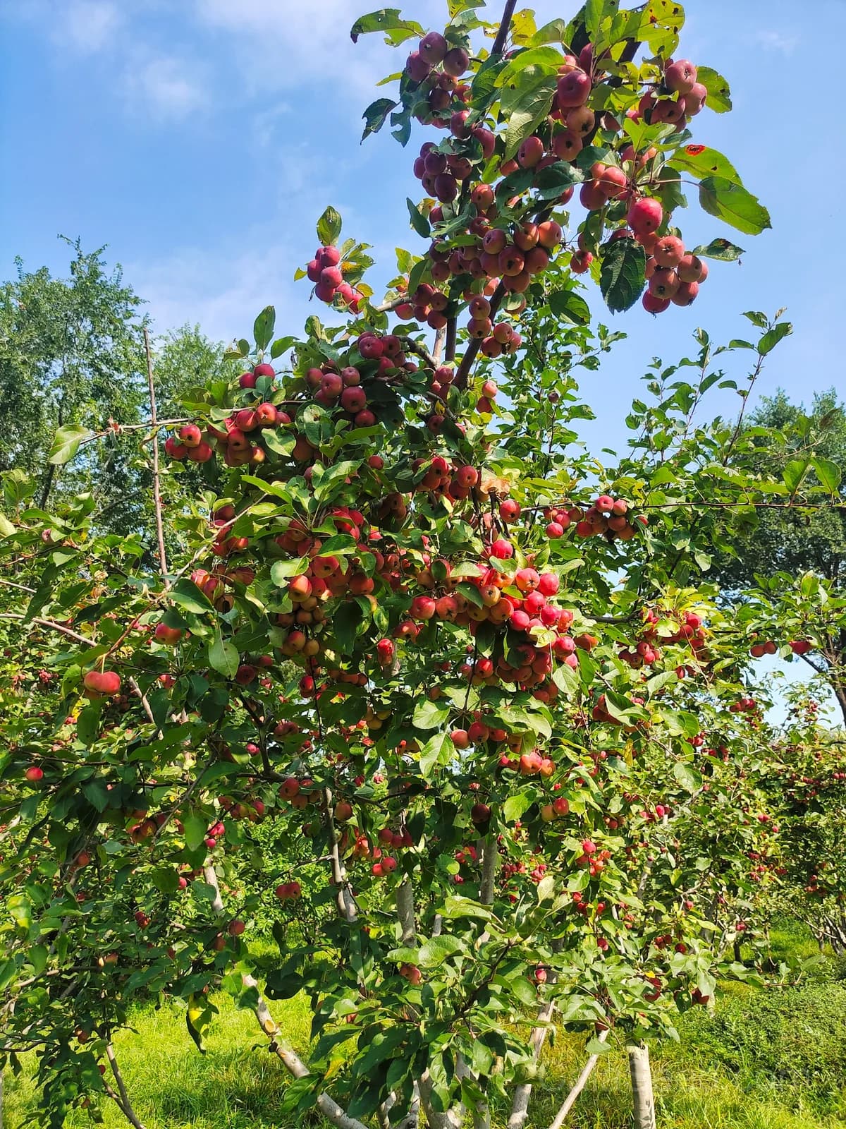 Sargent Crab Apple 'Malus Sargentii' Seeds — White Red Hummingbird Flowers - View 7