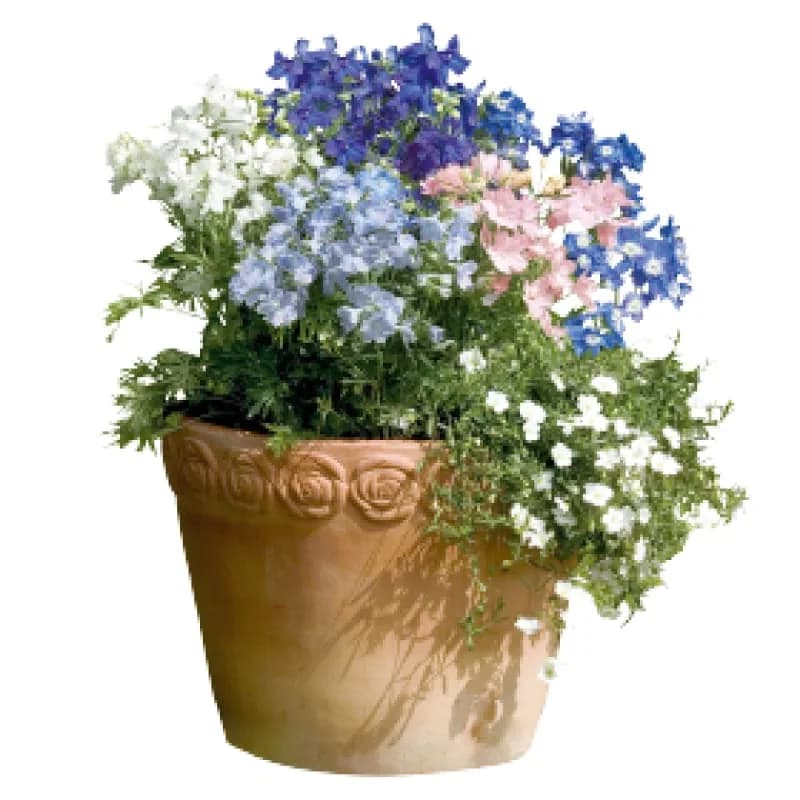 Summer Colors Dwarf Mix Delphinium Seeds — Compact Multicolor Blooms - View 1
