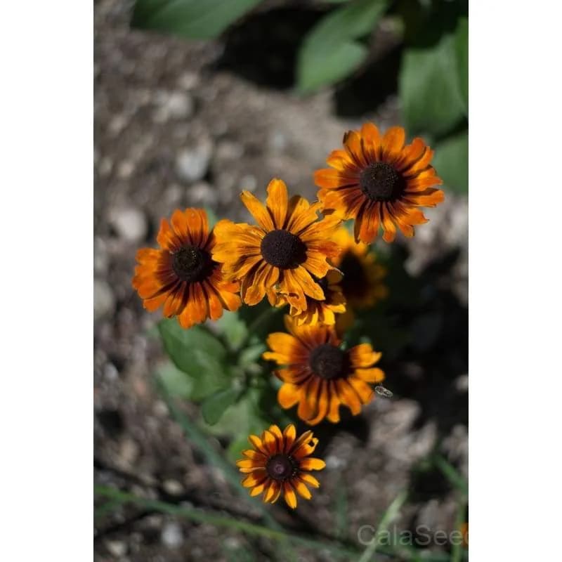 Toto Rustic Colors Rudbeckia Seeds — Native Wildflower Mix - Alt