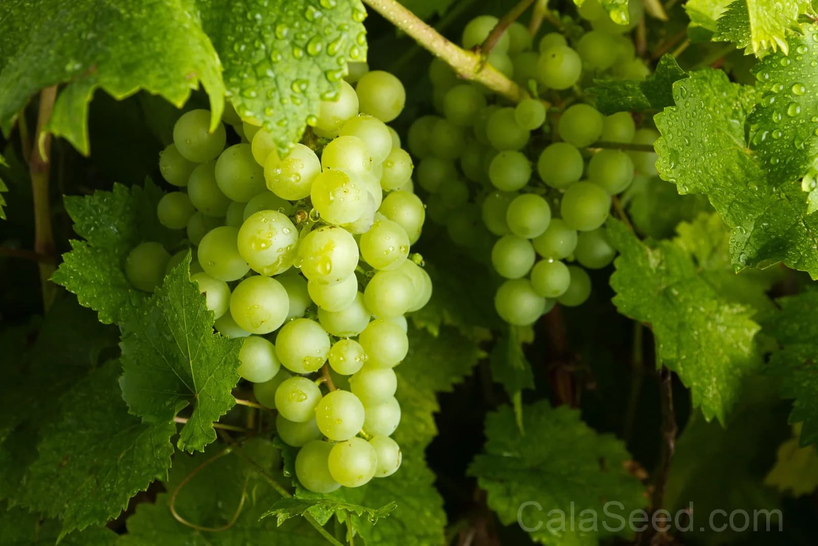 Green Dessert Grape 'Vitis Vinifera' Seeds — Sweet Table Fruit Vine - View 6