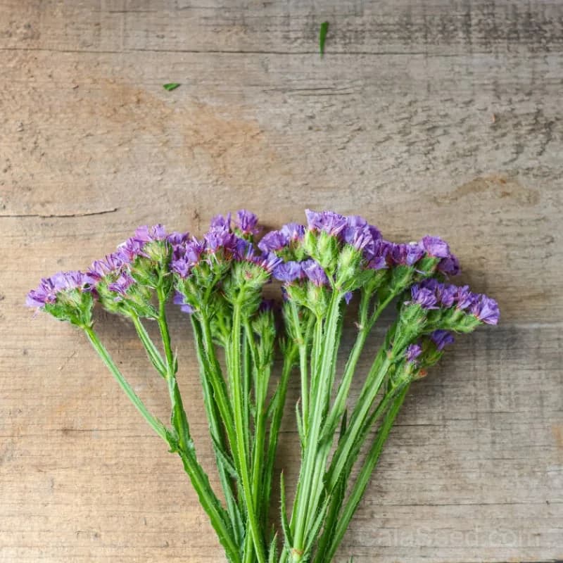 Heavenly Blue Statice Seeds — Long-Lasting Cut Flower - View 3