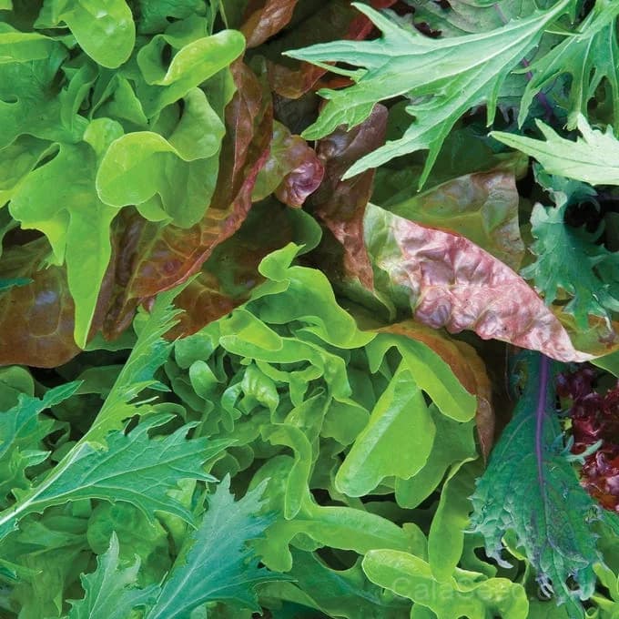 Provencal Mix Mesclun Seeds — Classic French Salad Blend - Main