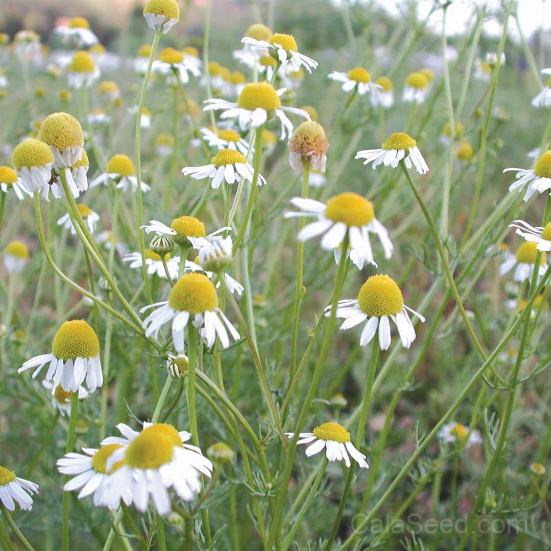 German Chamomile Seeds — Calming Herbal Tea - Main