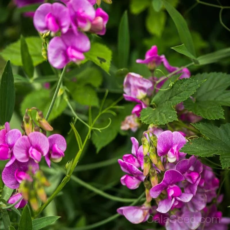 Perennial Sweet Pea Seeds — Fragrant Climbing Vine - View 2