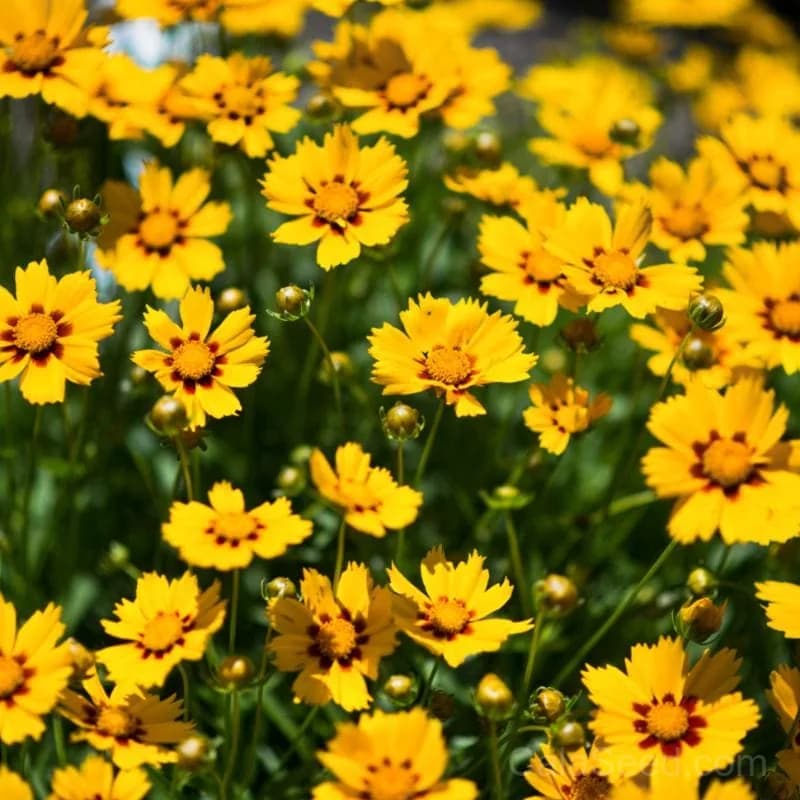 Baby Sun Coreopsis Seeds — Compact Dwarf Perennial Bloom - Main