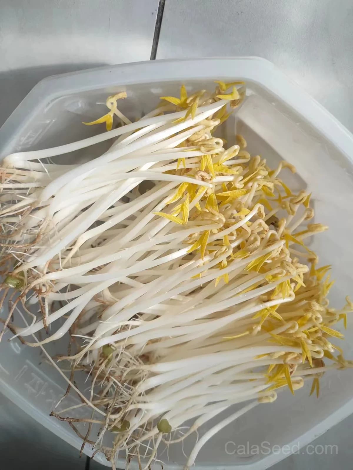 Mung Bean Sprout Seeds — Crisp Microgreen Sprouts - View 4