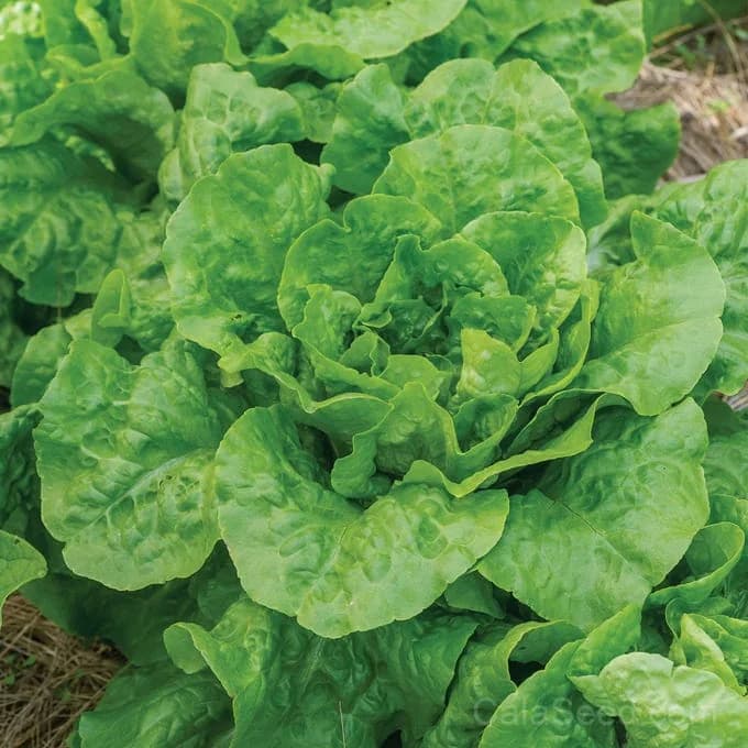 Buttercrunch Lettuce Seeds — Crisp Butterhead Variety - Alt