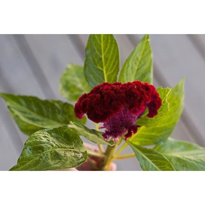 Coral Garden Celosia Seeds — Vibrant Coral-Like Blooms - View 3