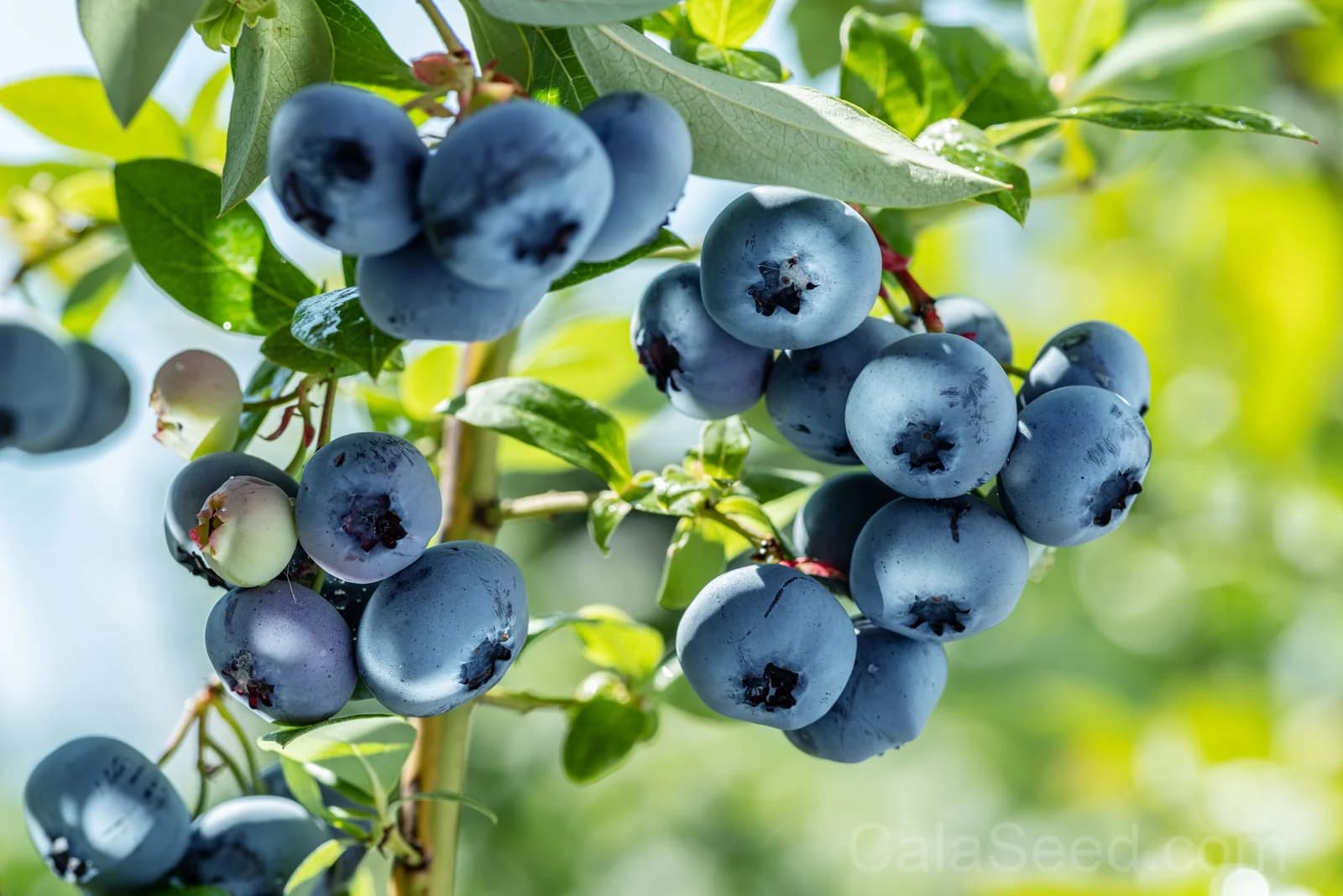 Northern Highbush Blueberry Seeds — Cold Hardy Fruit Shrub - Alt