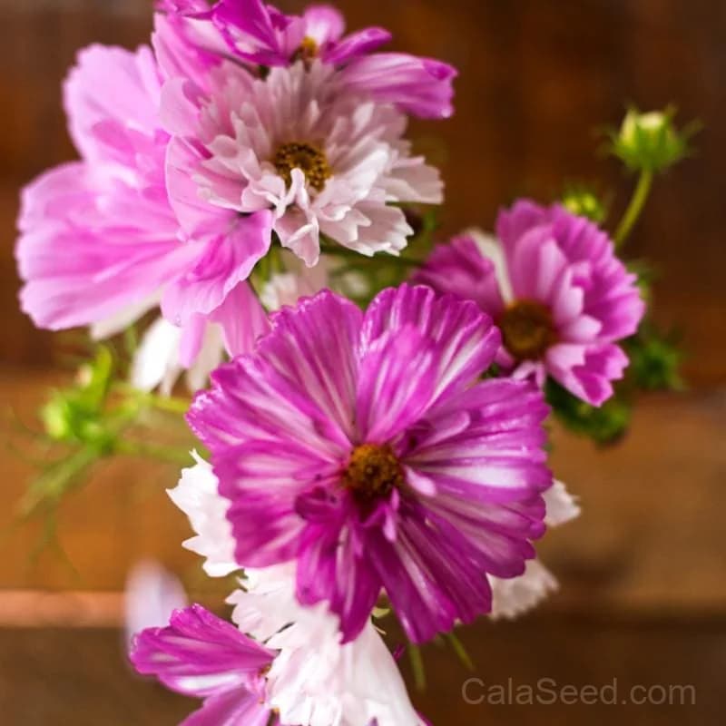 Cosmos 'Psyche Mix' Seeds — Ruffled Pastel Blooms - Main