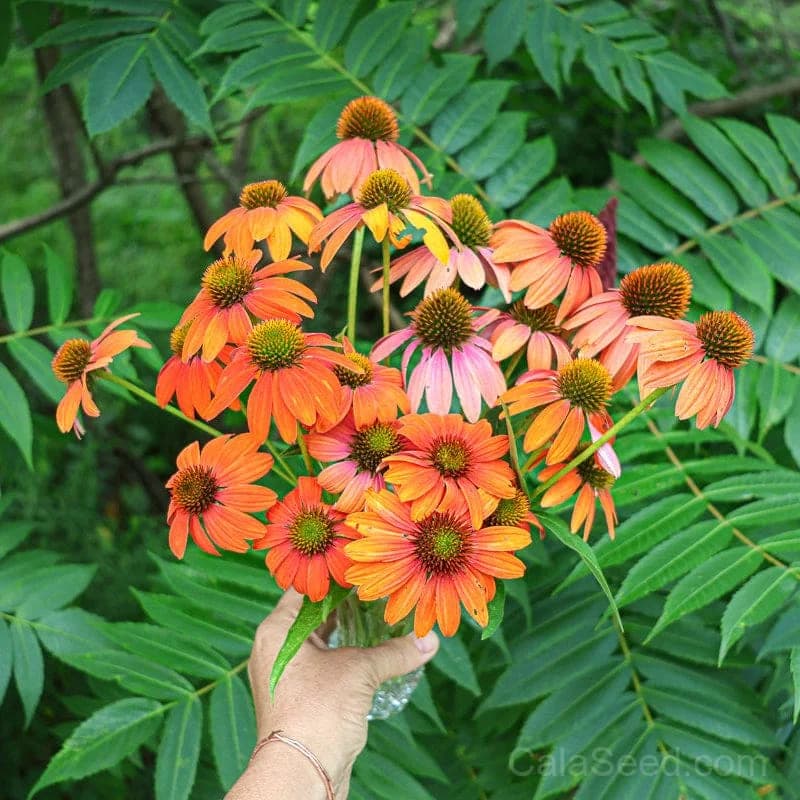 Echinacea 'Soft Orange' Seeds — Artisan Perennial Bloom - View 3
