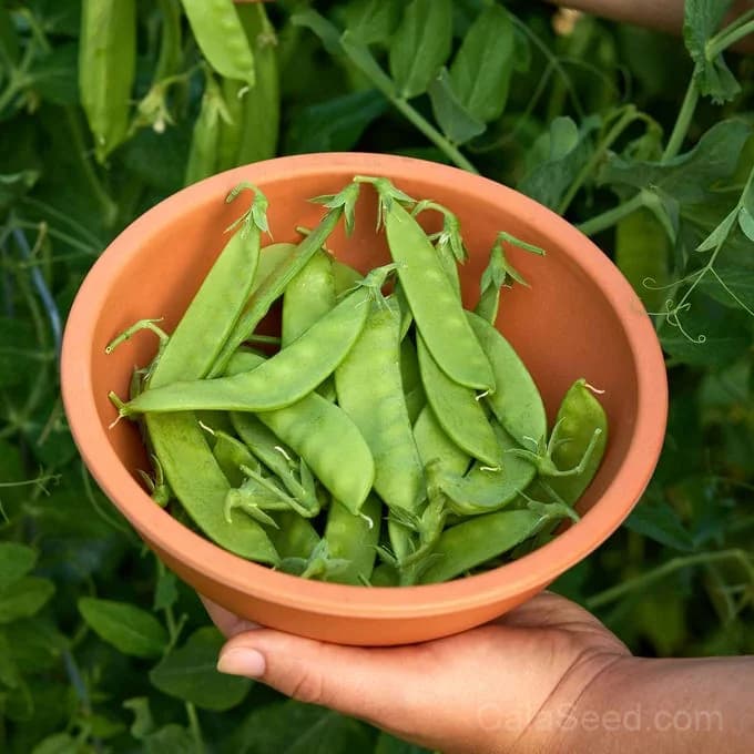 Oregon Sugar Pod II Pea Seeds — Sweet Snow Pea Variety - Alt