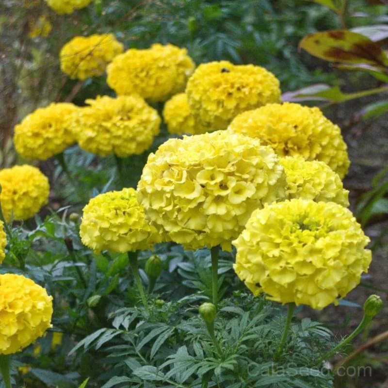 Marvel Yellow Marigold Seeds — Bright Annual Blooms - View 2