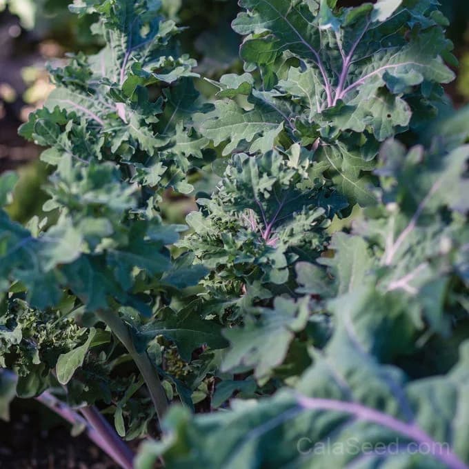 Kale 'Storm Blend' Seeds — Cold Hardy Leafy Greens - View 3