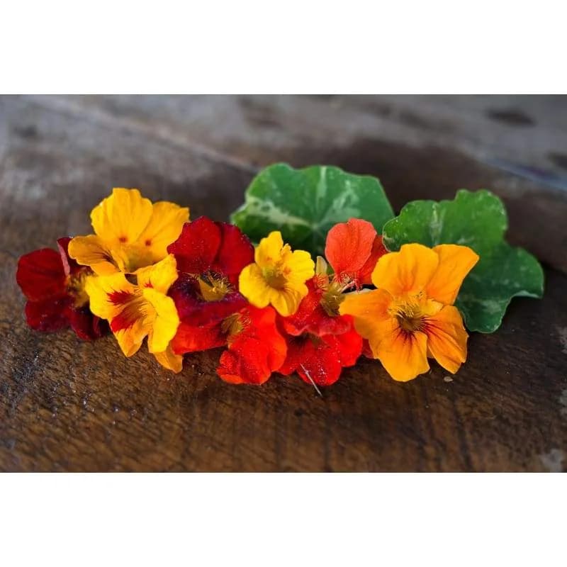 Out of Africa Nasturtium Seeds — Heirloom Edible Flower - Alt