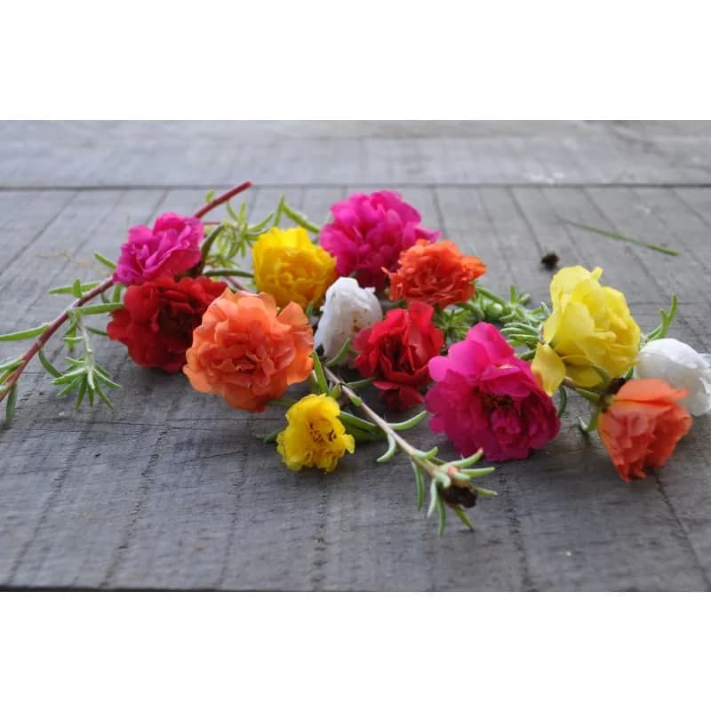 Happy Trails Mix Portulaca Seeds — Trailing Colorful Ground Cover - View 3