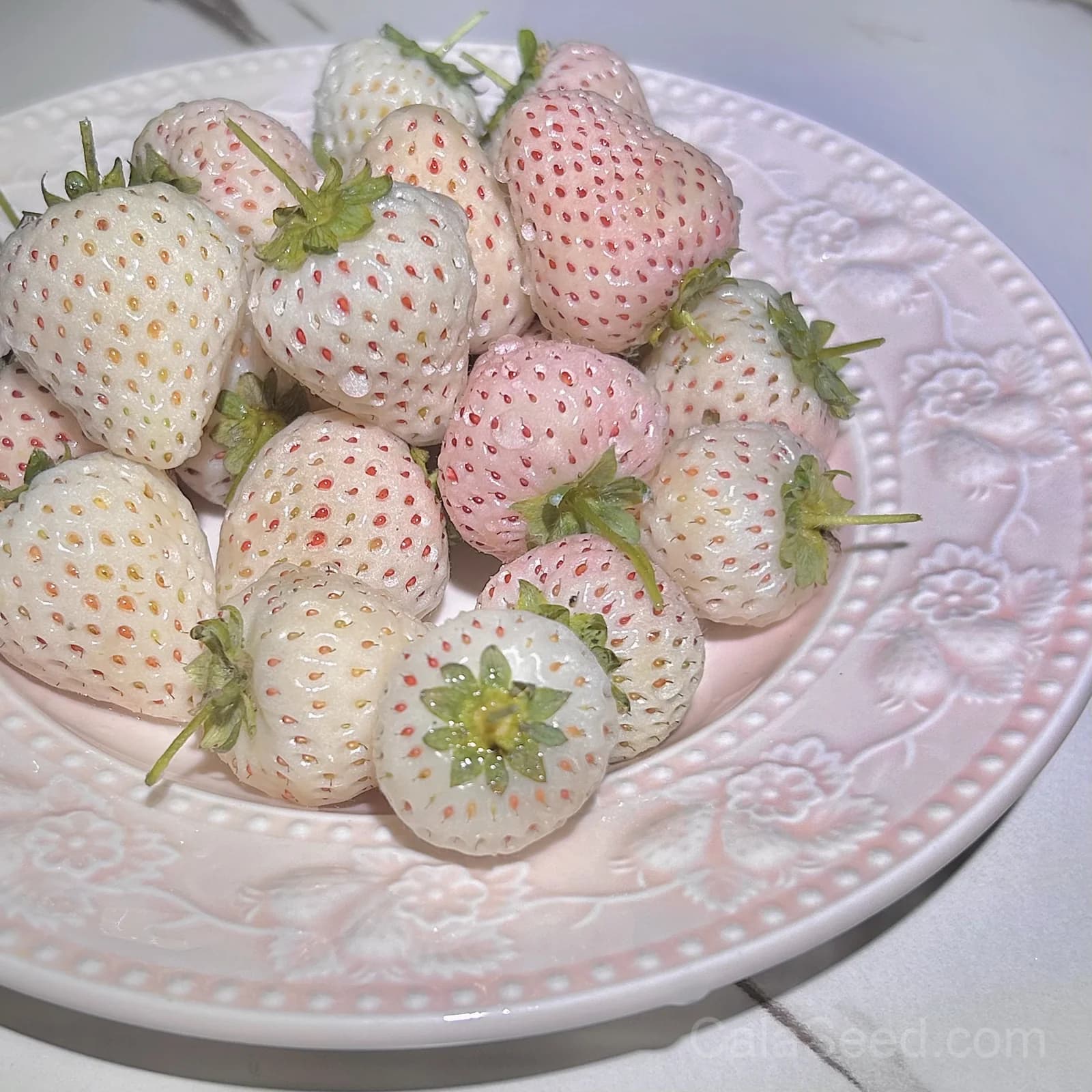 White Soul Strawberry Seeds — Alpine Berry Fragaria Vesca - Alt