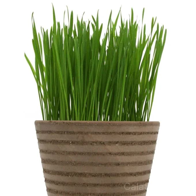 Wheatgrass 'Organic Sprout' Seeds — Nutrient-Dense Microgreen - Main