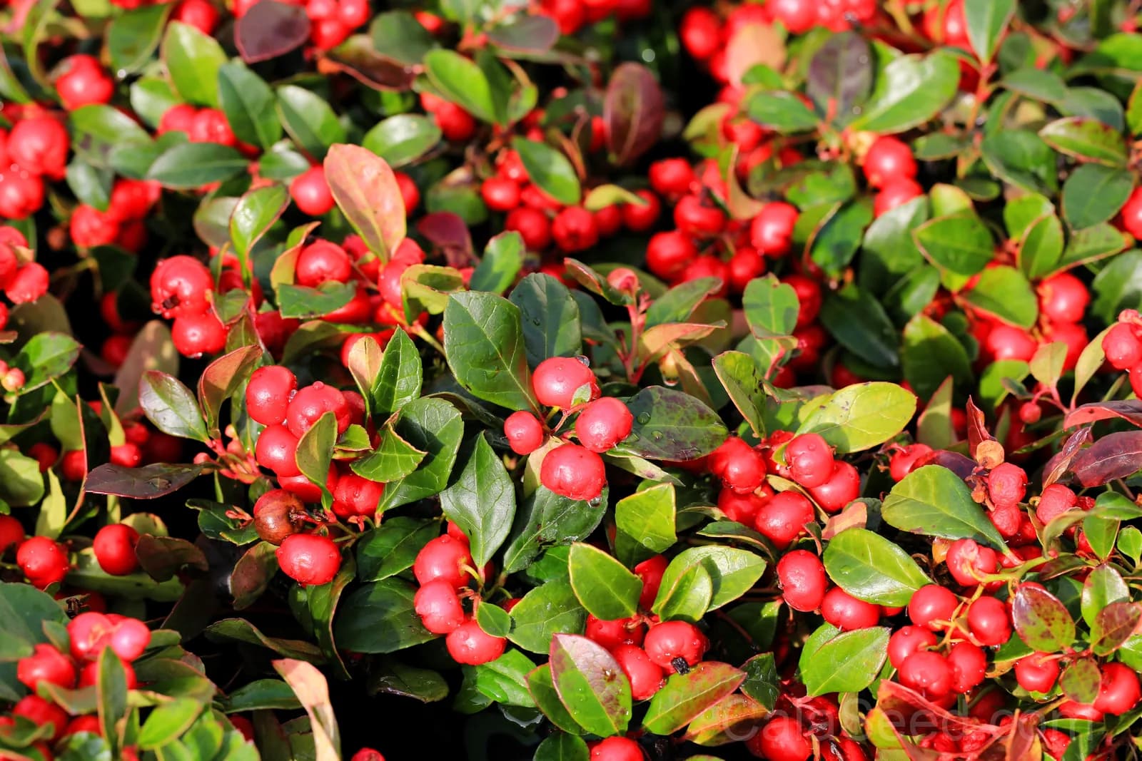 Wintergreen 'Creeping' Seeds — Evergreen Ground Cover Berries - View 2