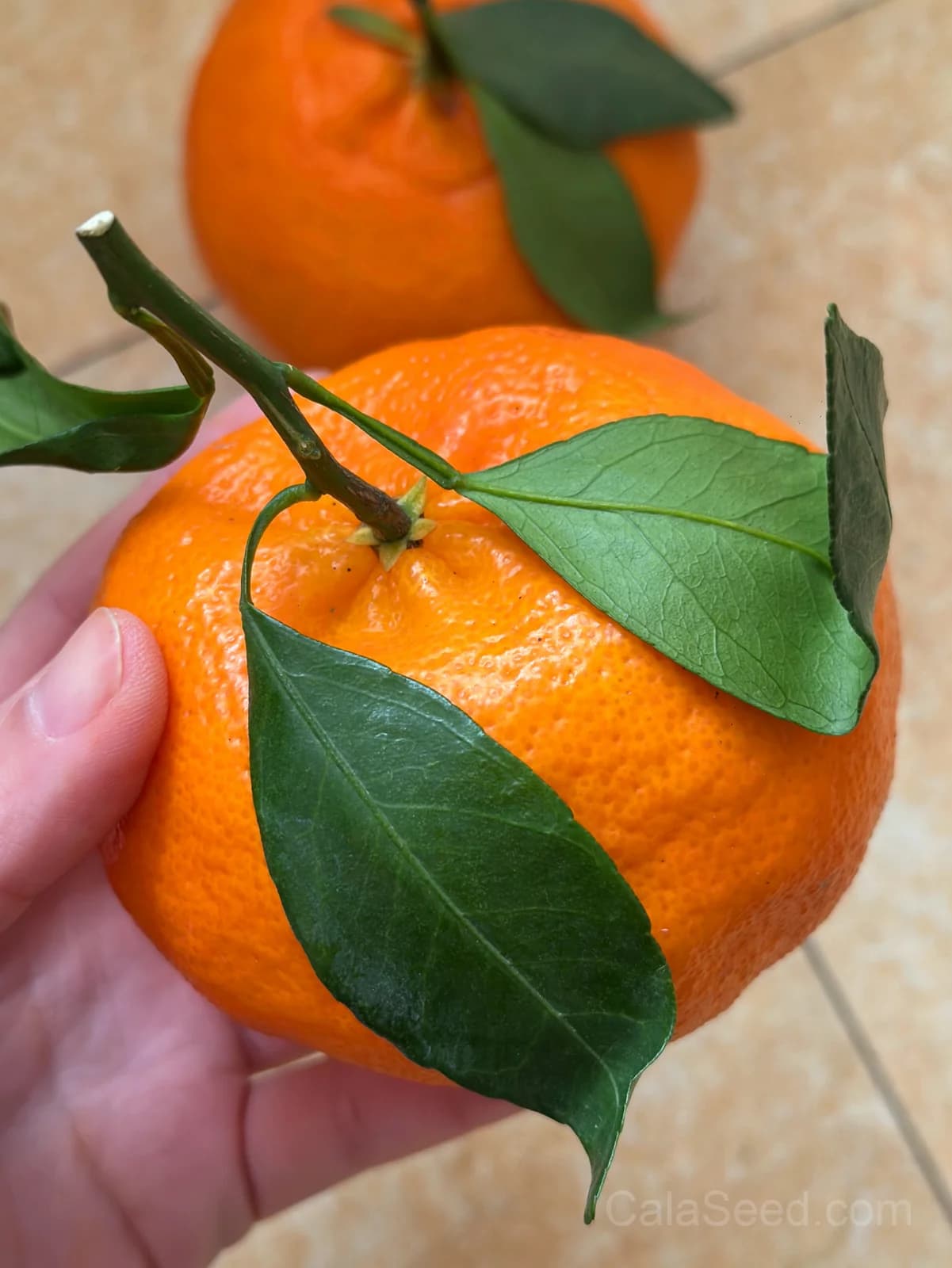 Mandarin 'Orange' Seeds — Sweet Citrus Fruit - Main