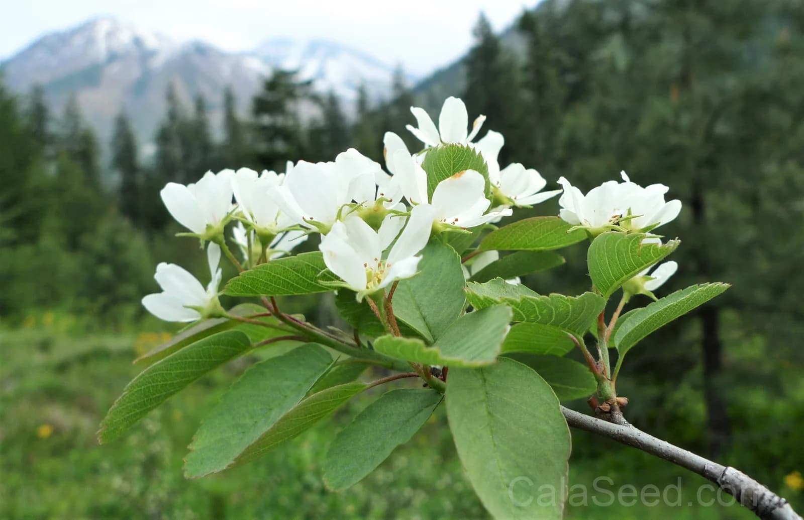 Saskatoon Serviceberry 'Amelanchier Alnifolia' Seeds — Native Edible Purple Berry - View 4