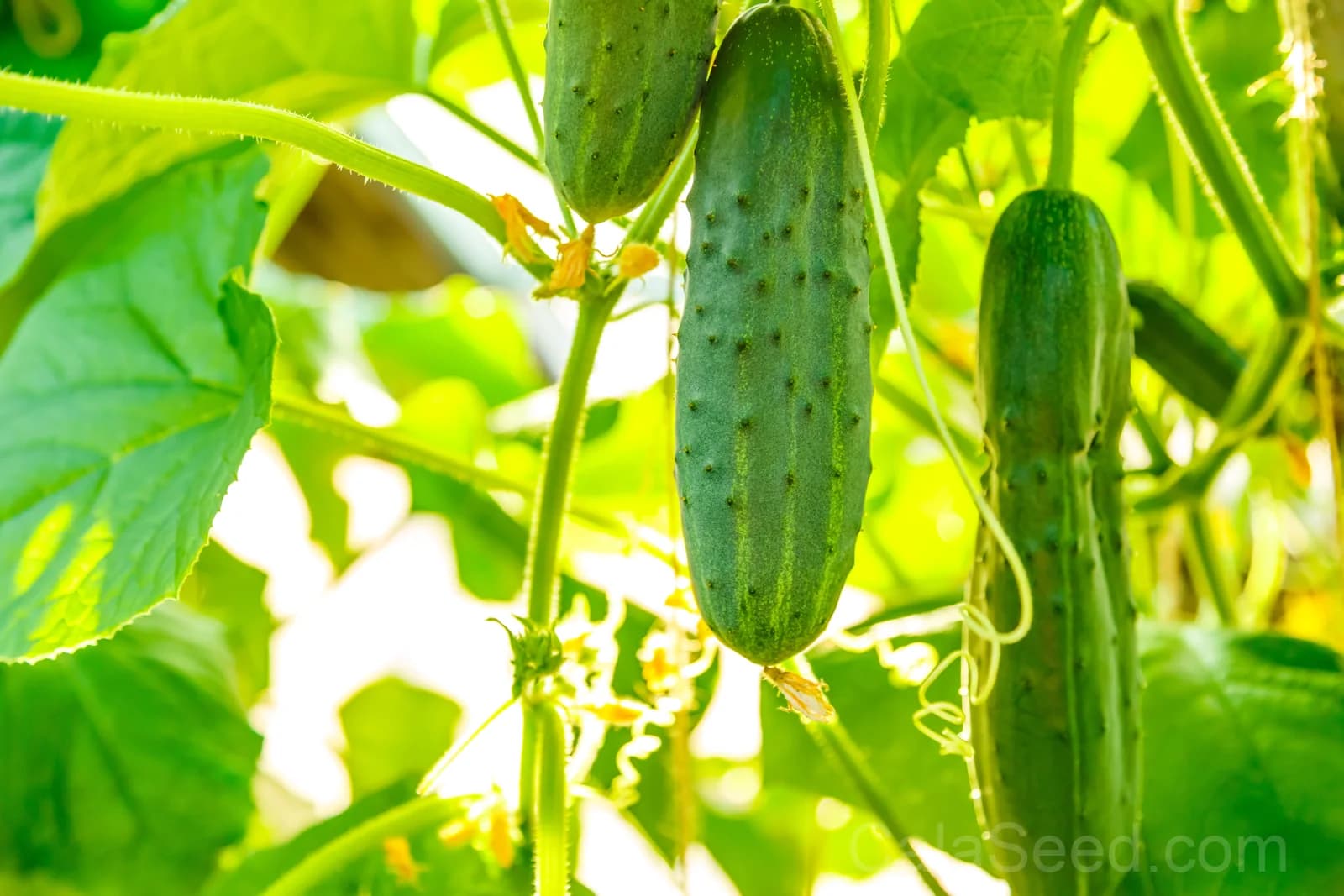 Marketmore 76 Slicing Cucumber Seeds — High-Yield Garden Fruit - View 4
