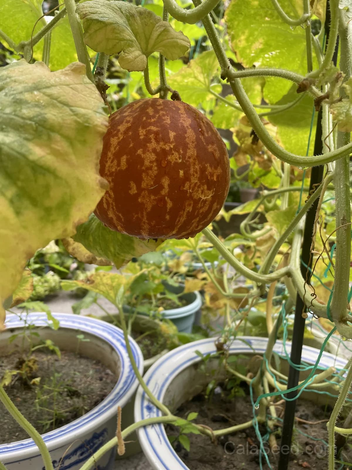 Tigger Melon 'Tiger' Seeds — Edible Ornamental Vine - View 2