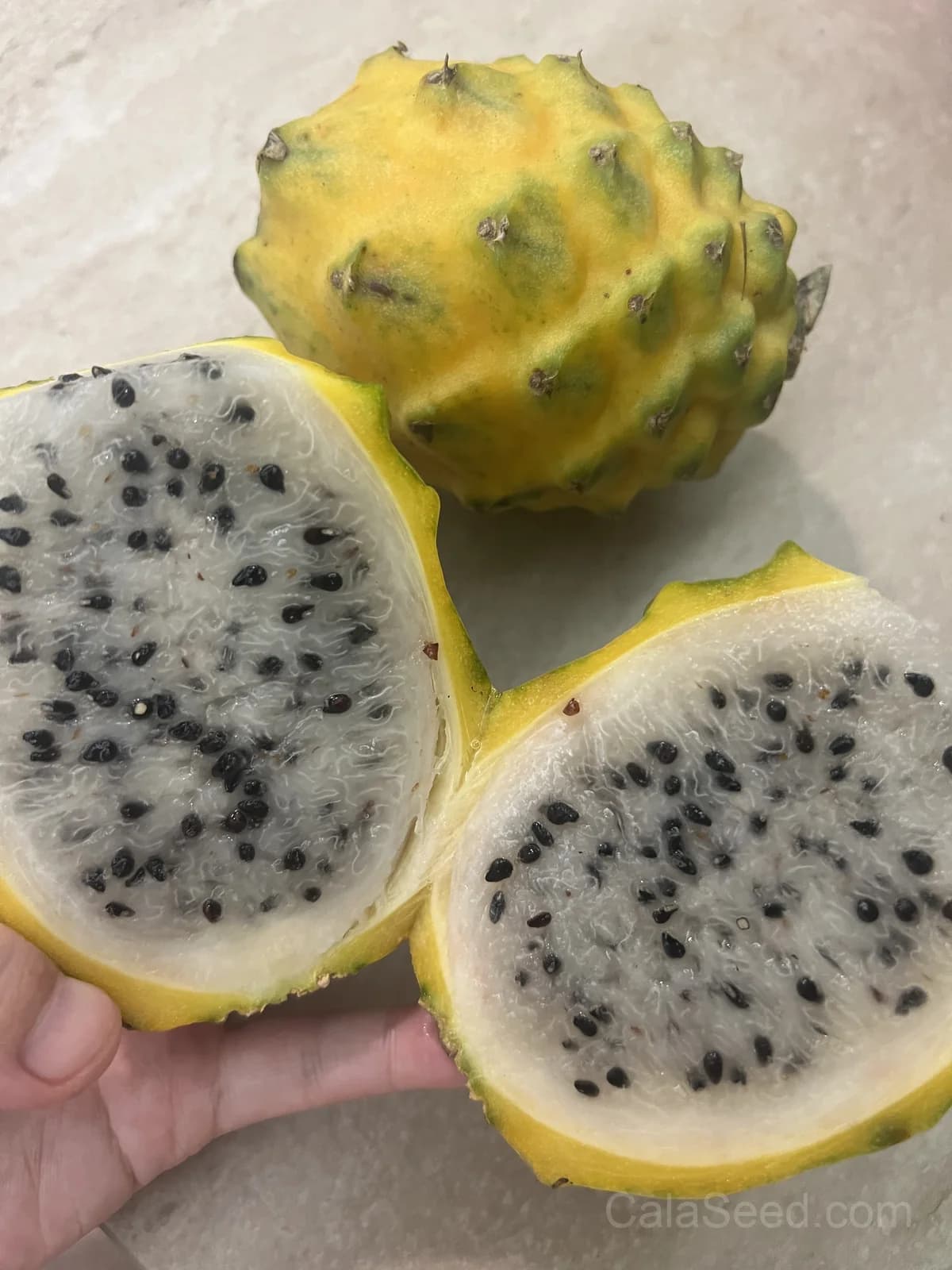 Yellow Dragon Fruit Seeds — Sweet Tropical Vine - View 2