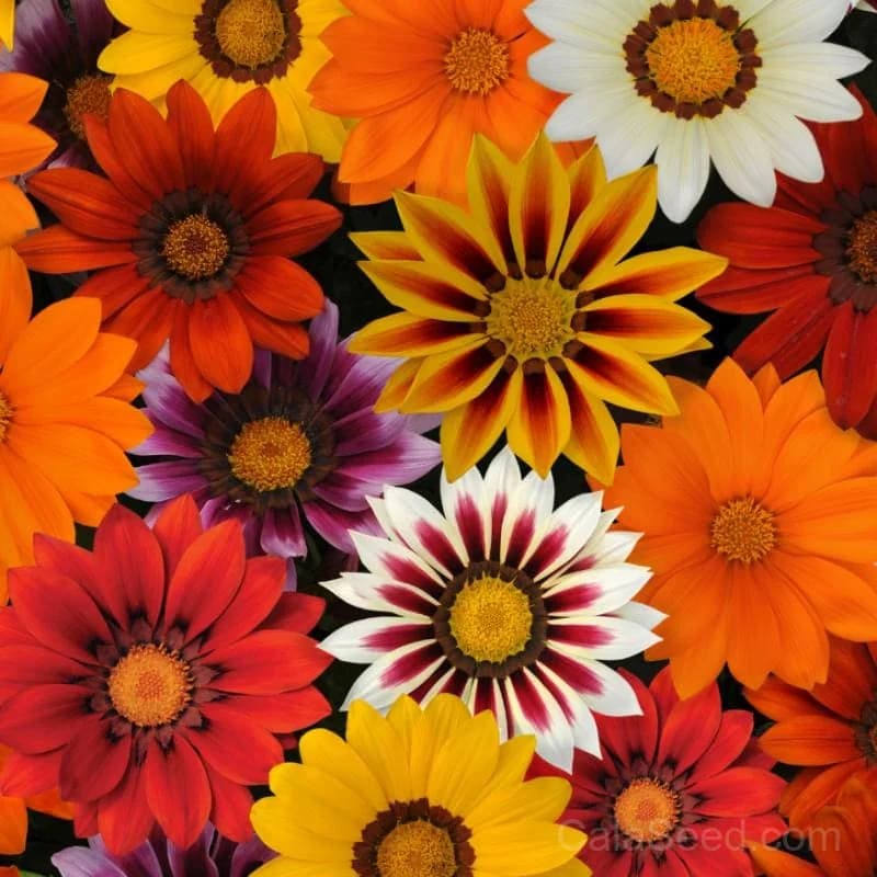 New Day Mix Gazania Seeds — Vibrant Drought-Tolerant Blooms - Main